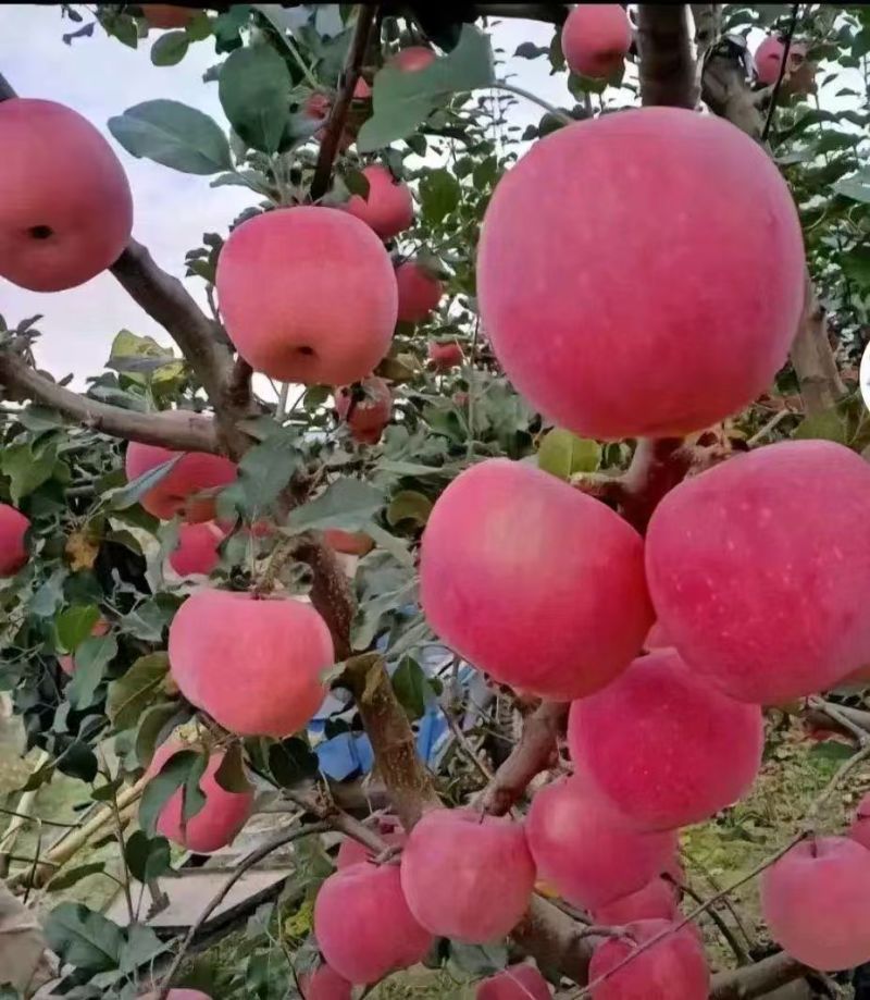 甘肃红富士苹果，大量批发