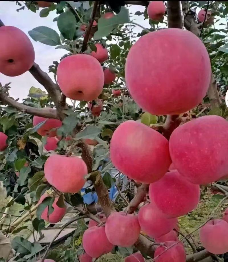 甘肃红富士苹果，大量批发