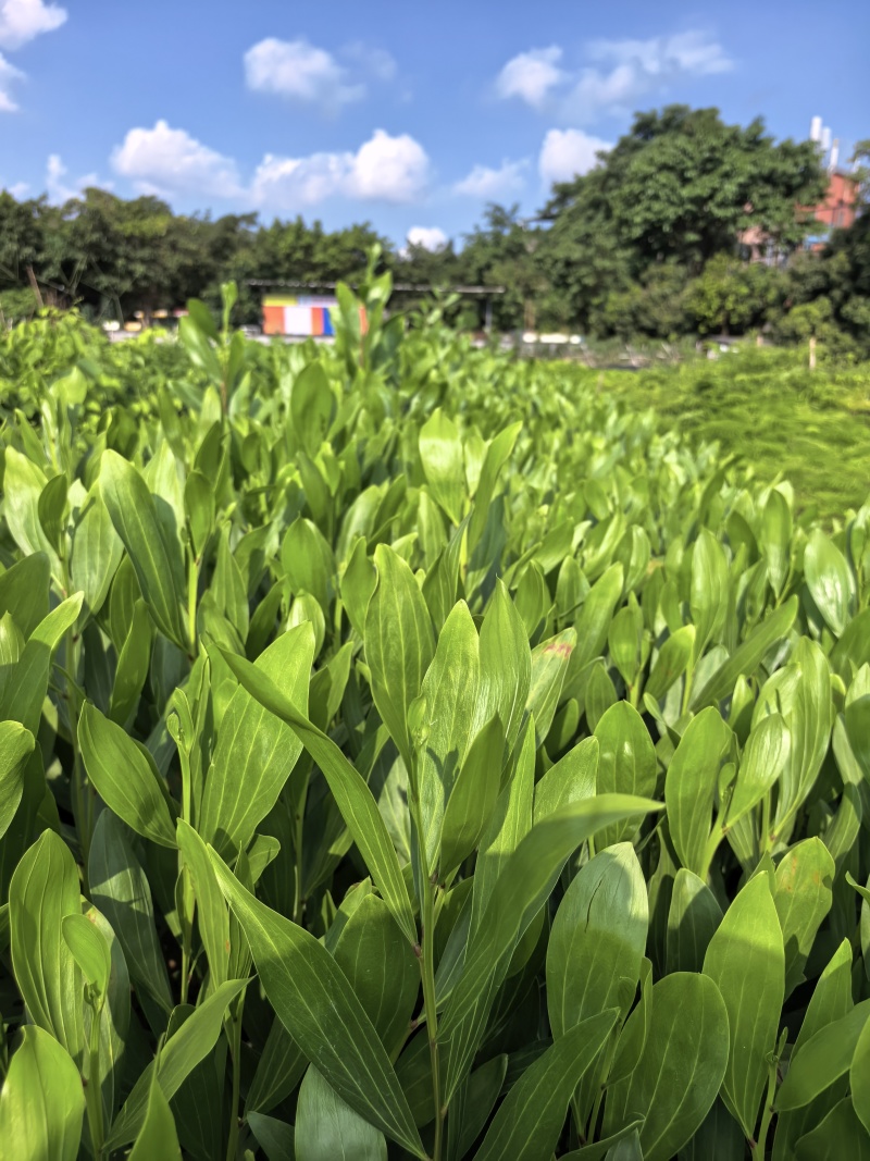 马占相思绿化苗木马占相思基地直供量大价格优惠