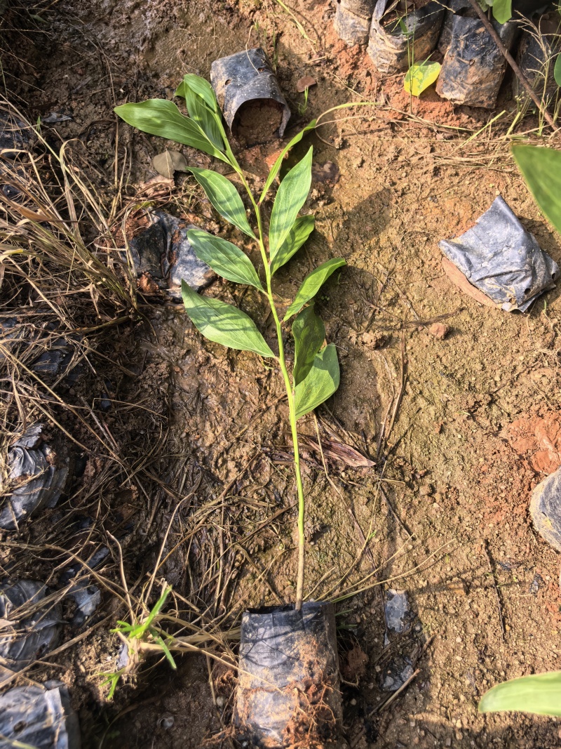 马占相思绿化苗木马占相思基地直供量大价格优惠
