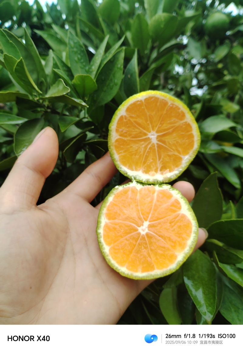 宜昌夷陵区特早熟蜜橘