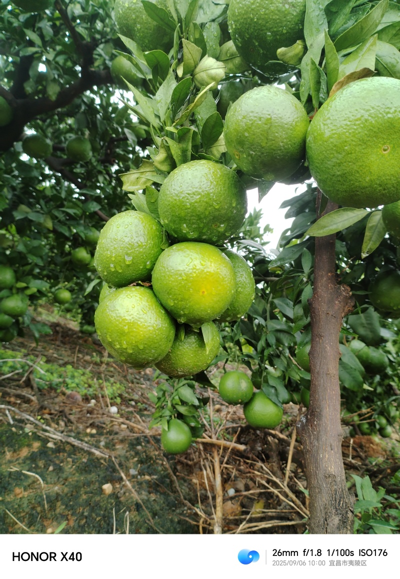 宜昌夷陵区特早熟蜜橘