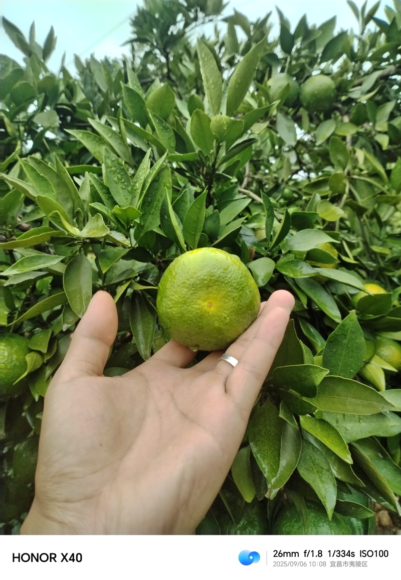 宜昌夷陵区特早熟蜜橘