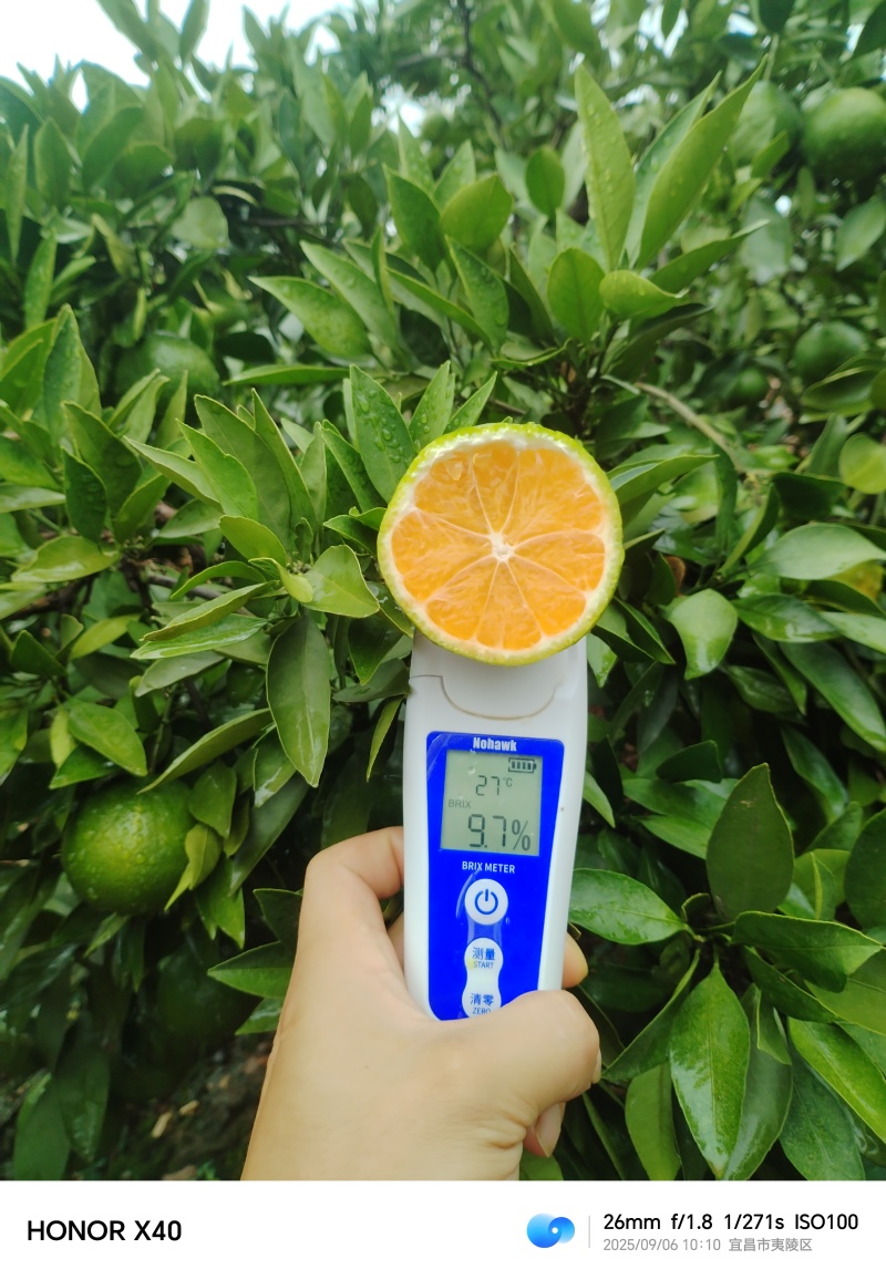 宜昌夷陵区特早熟蜜橘