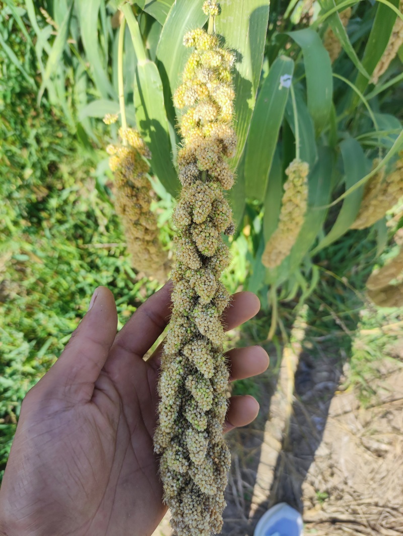 25年张杂十三谷，籽粒饱满，色泽金黄，马上
