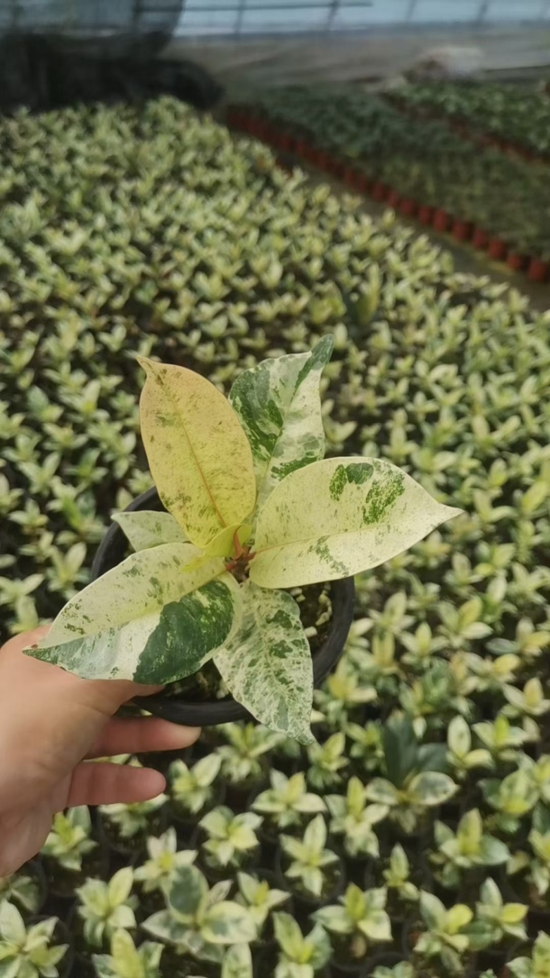 雀斑小姐橡皮树锦化观叶植物室内热植