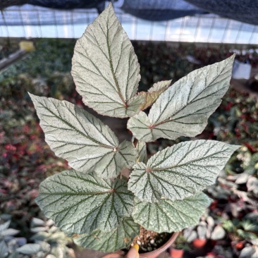 唐米勒竹节秋海棠观叶植物室内网红ins热植