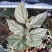 唐米勒竹节秋海棠观叶植物室内网红ins热植