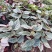 唐米勒竹节秋海棠观叶植物室内网红ins热植