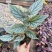 唐米勒竹节秋海棠观叶植物室内网红ins热植