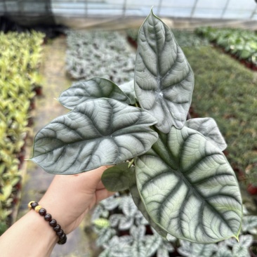 白犀牛海芋观叶植物室内热植