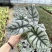 白犀牛海芋观叶植物室内热植