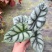 白犀牛海芋观叶植物室内热植