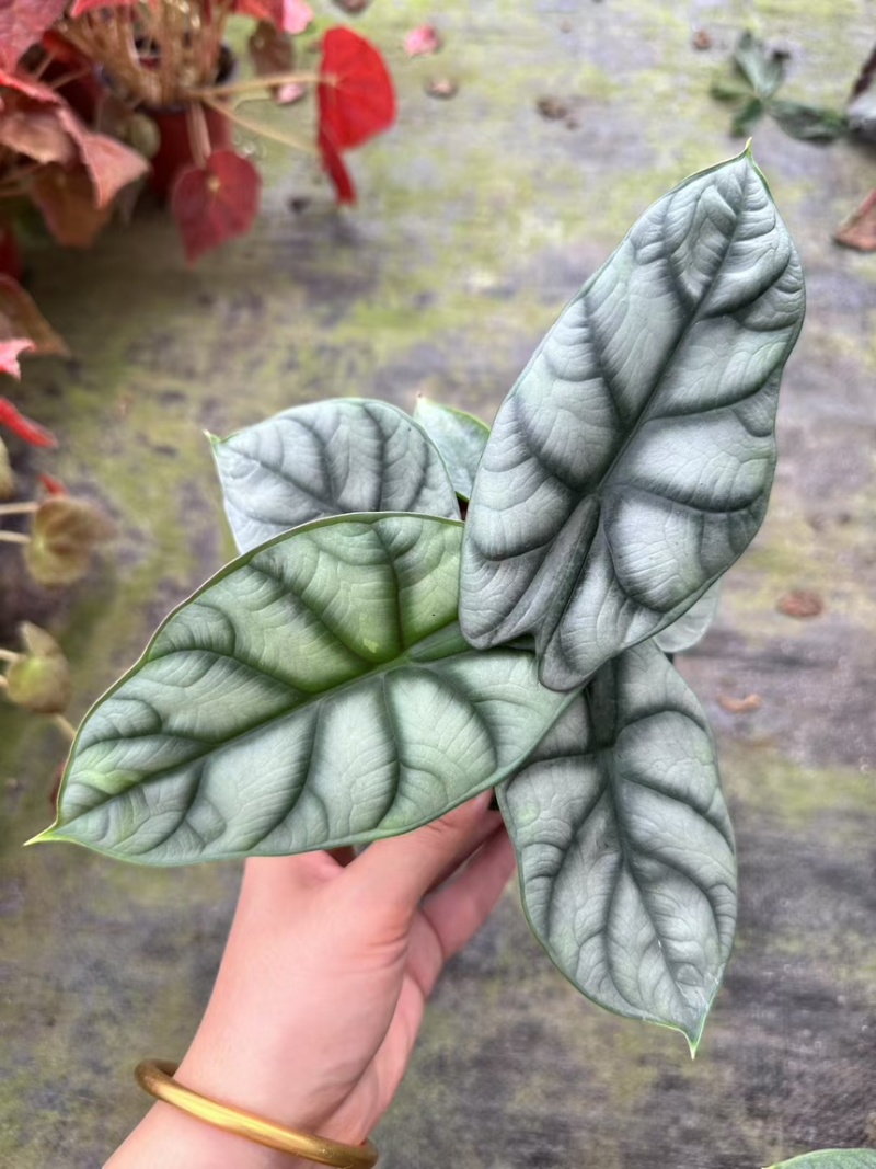 白犀牛海芋观叶植物室内热植