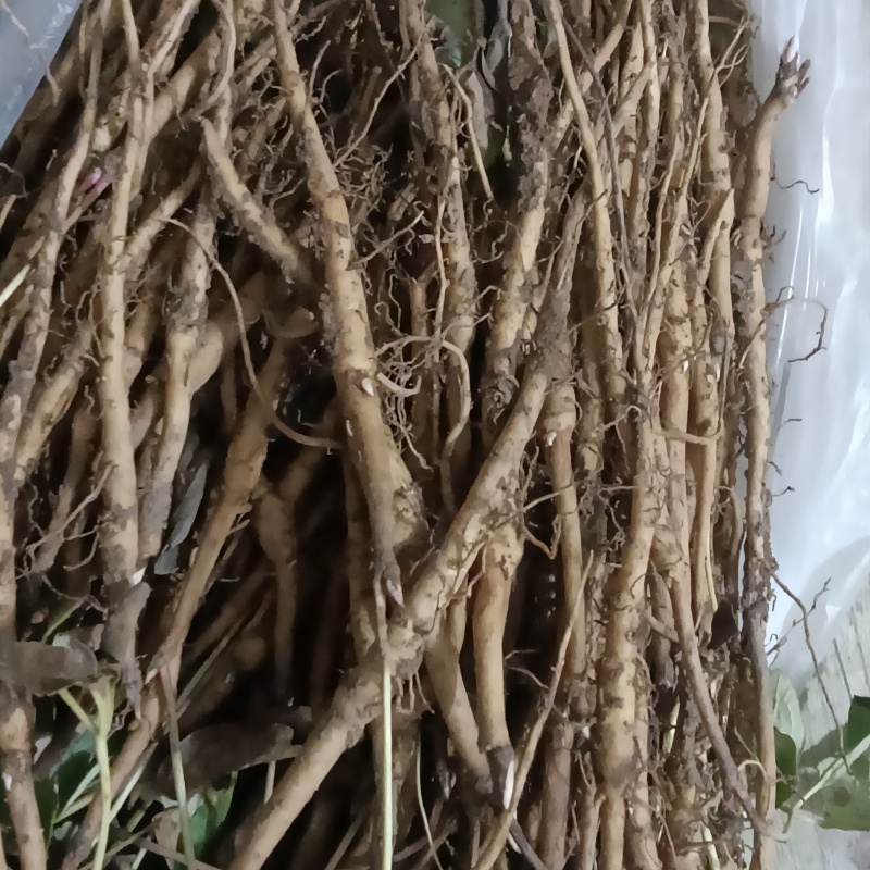大量供应一年牡丹苗
