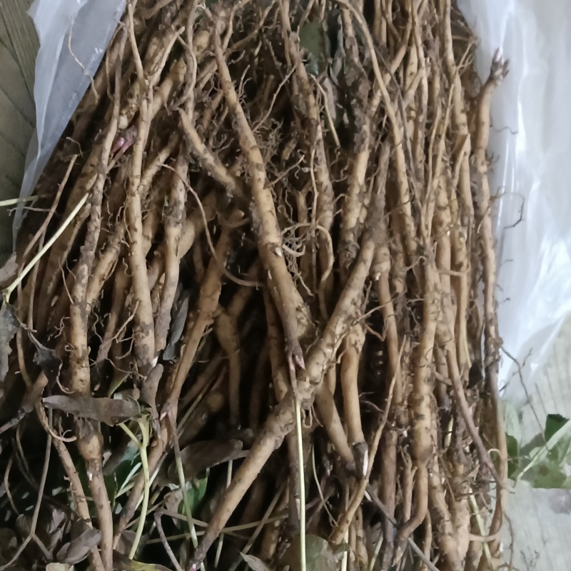 大量供应一年牡丹苗