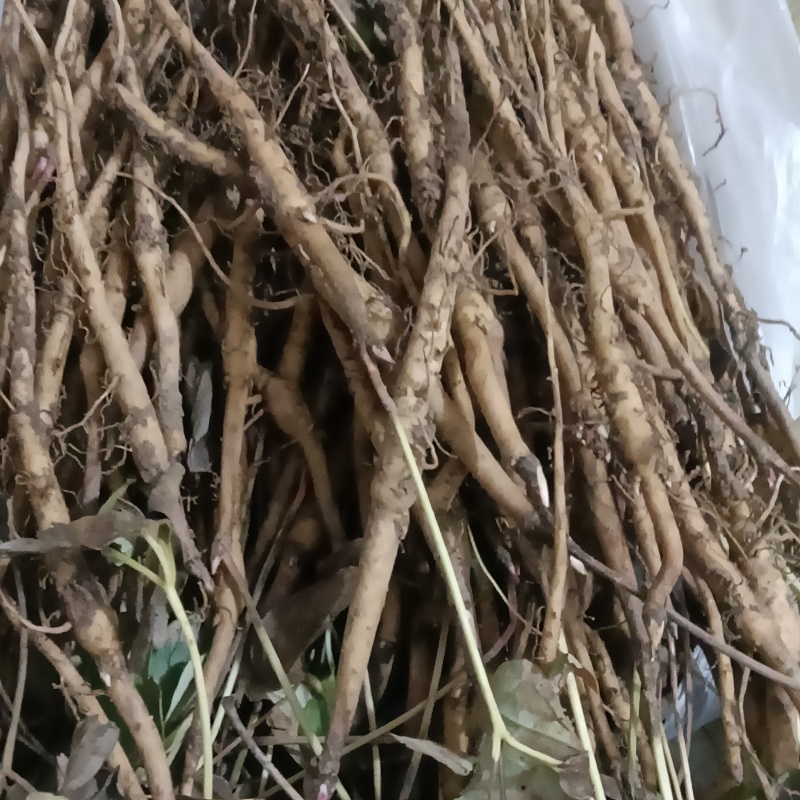 大量供应一年牡丹苗