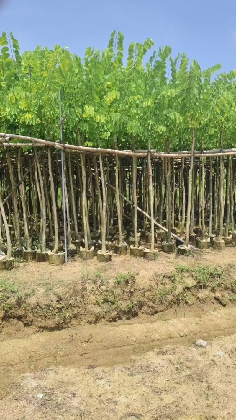 洋蹄甲3～4分