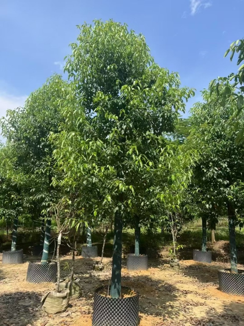 香樟养冠12～14分