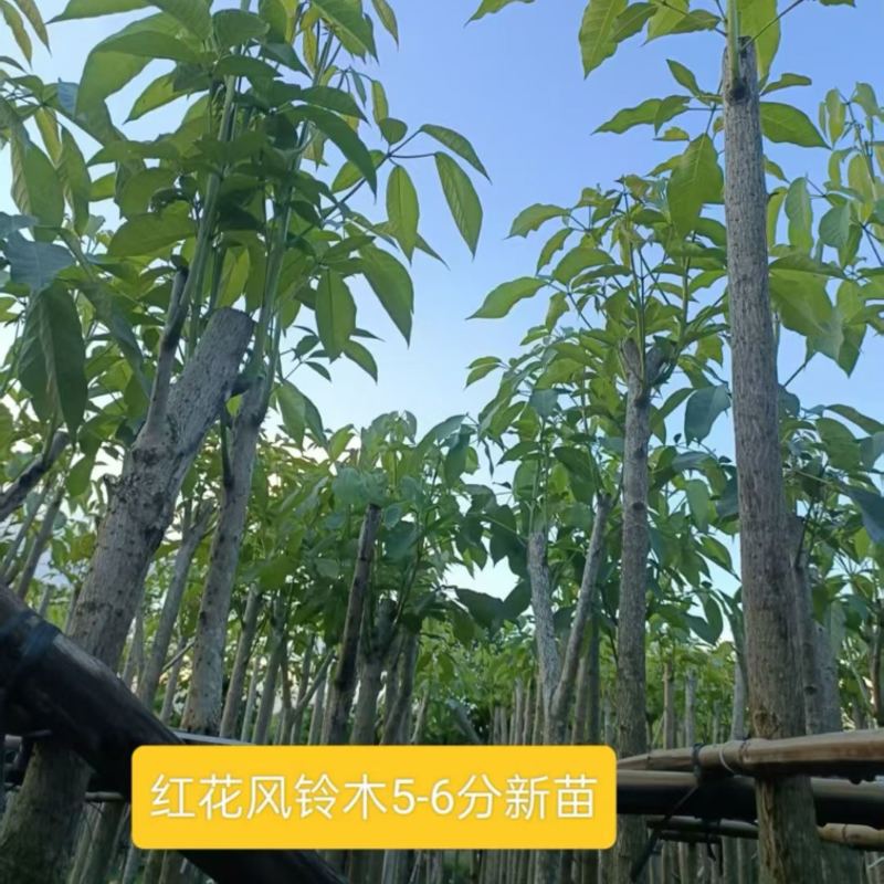 绿美红花风铃木5～6分