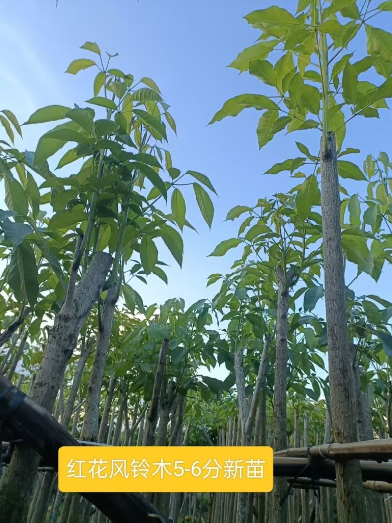 绿美红花风铃木5～6分