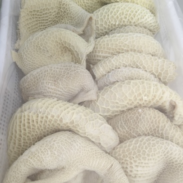 八分金钱肚