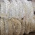 八分金钱肚