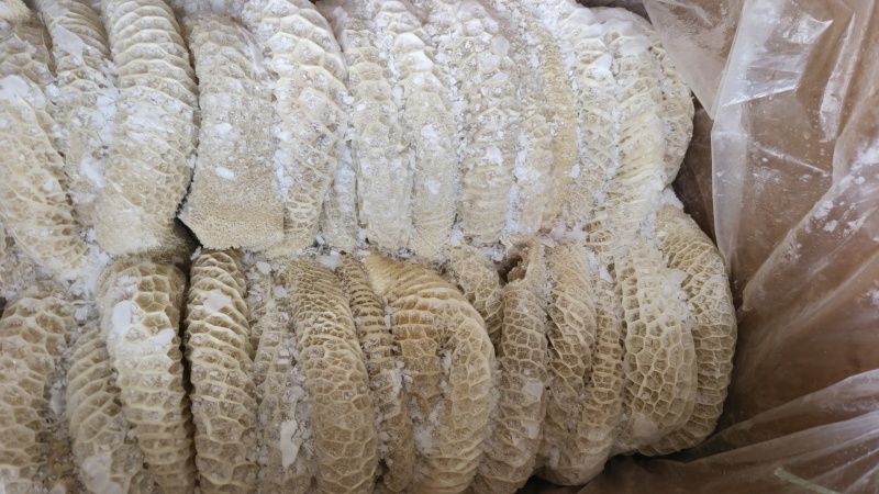 八分金钱肚