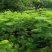 原生苗凤凰树高度1.5---2米出售