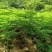 原生苗凤凰树高度1.5---2米出售