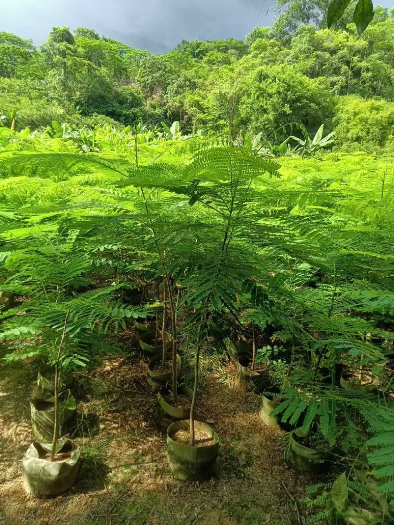 原生苗凤凰树高度1.5---2米出售