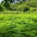 原生苗凤凰树高度1.5---2米出售