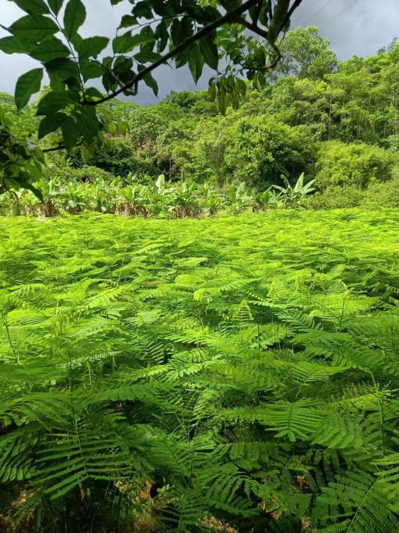 原生苗凤凰树高度1.5---2米出售