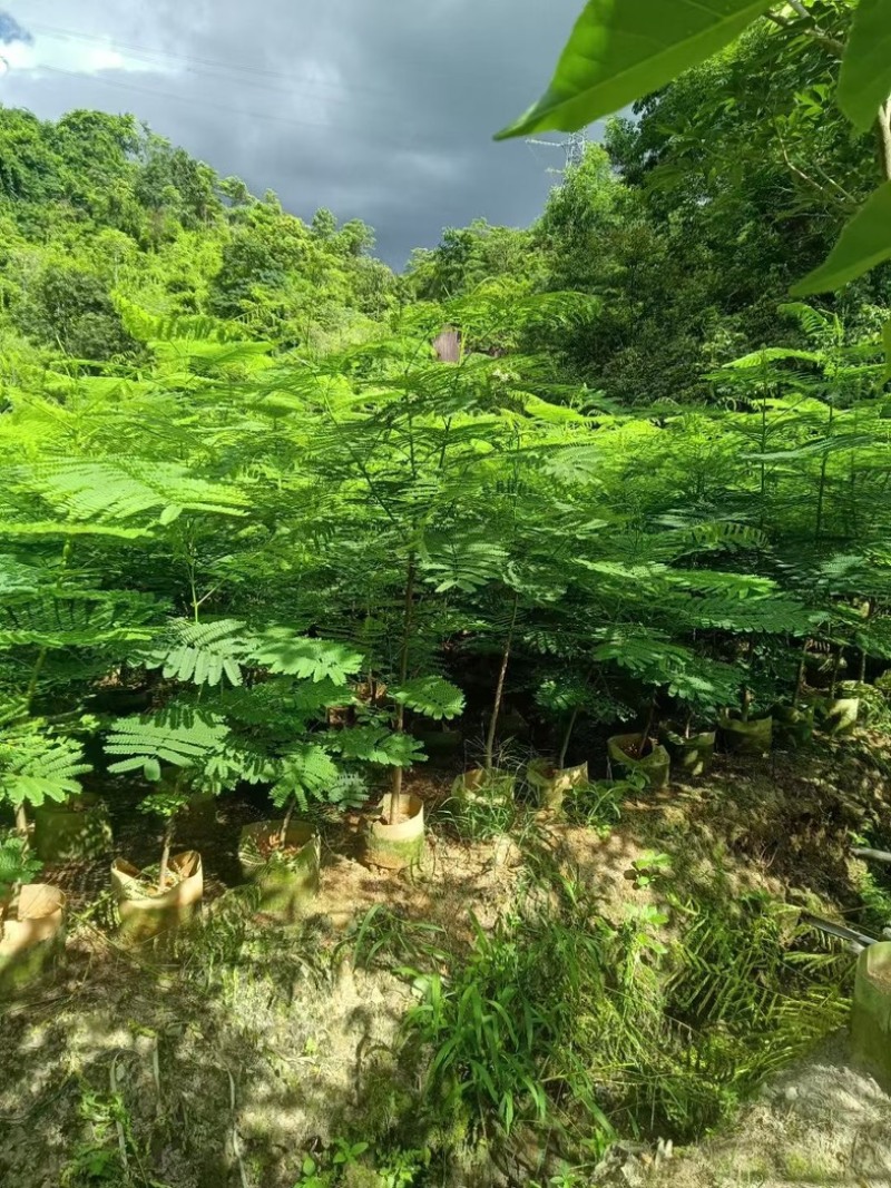 原生苗凤凰树高度1.5---2米出售