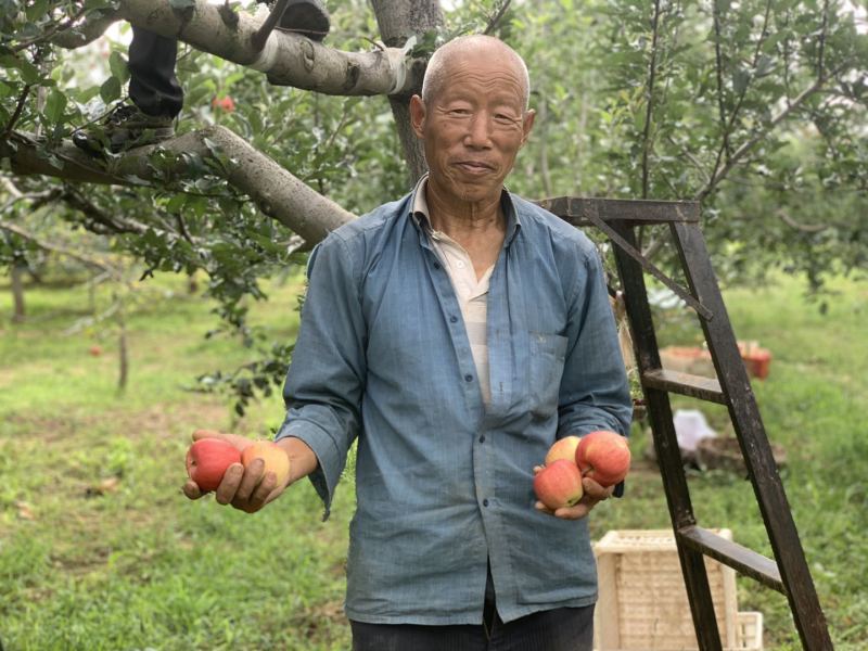 陕西洛川嘎啦果