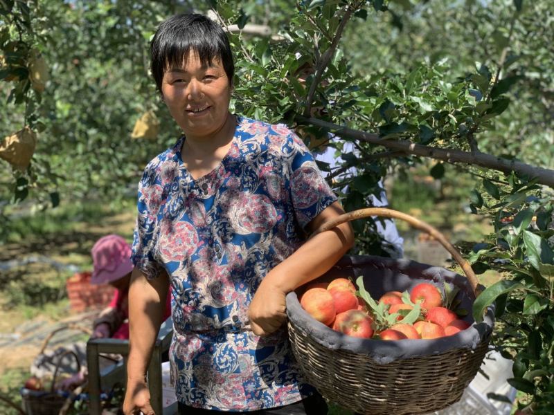 陕西洛川嘎啦果
