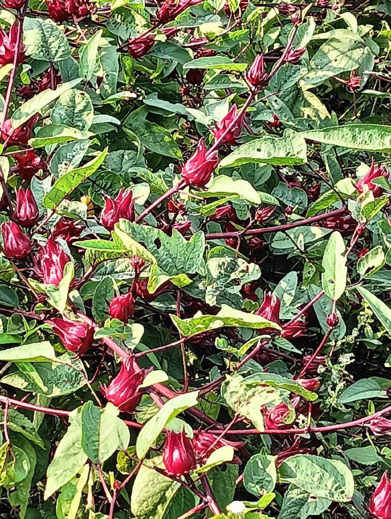 桂林红桃k，洛神花