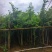 宫粉紫荆绿化苗木宫粉紫荆基地直供量大价格优惠
