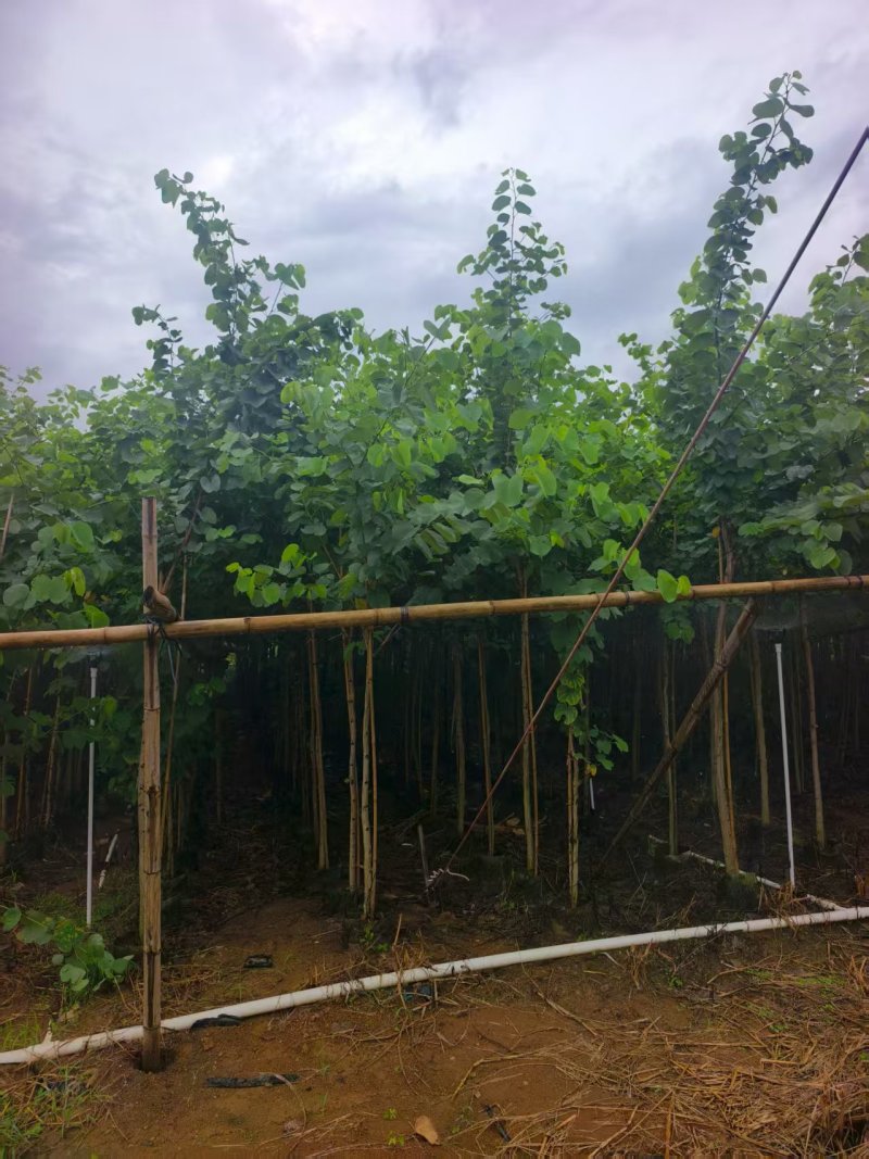 宫粉紫荆绿化苗木宫粉紫荆基地直供量大价格优惠