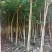 宫粉紫荆绿化苗木宫粉紫荆基地直供量大价格优惠