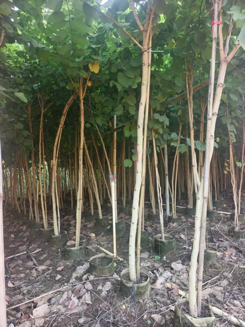 宫粉紫荆绿化苗木宫粉紫荆基地直供量大价格优惠