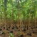 宫粉紫荆绿化苗木宫粉紫荆基地直供量大价格优惠