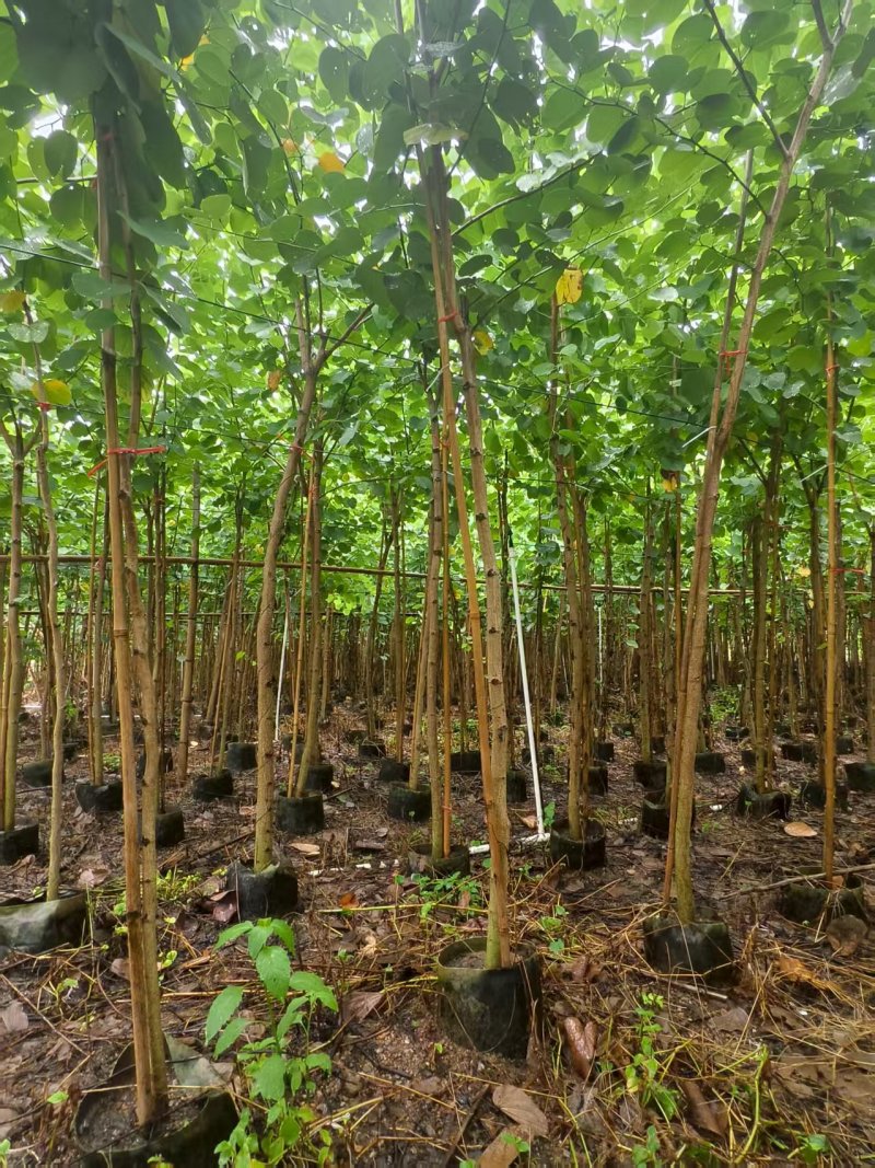 宫粉紫荆绿化苗木宫粉紫荆基地直供量大价格优惠