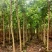 宫粉紫荆绿化苗木宫粉紫荆基地直供量大价格优惠