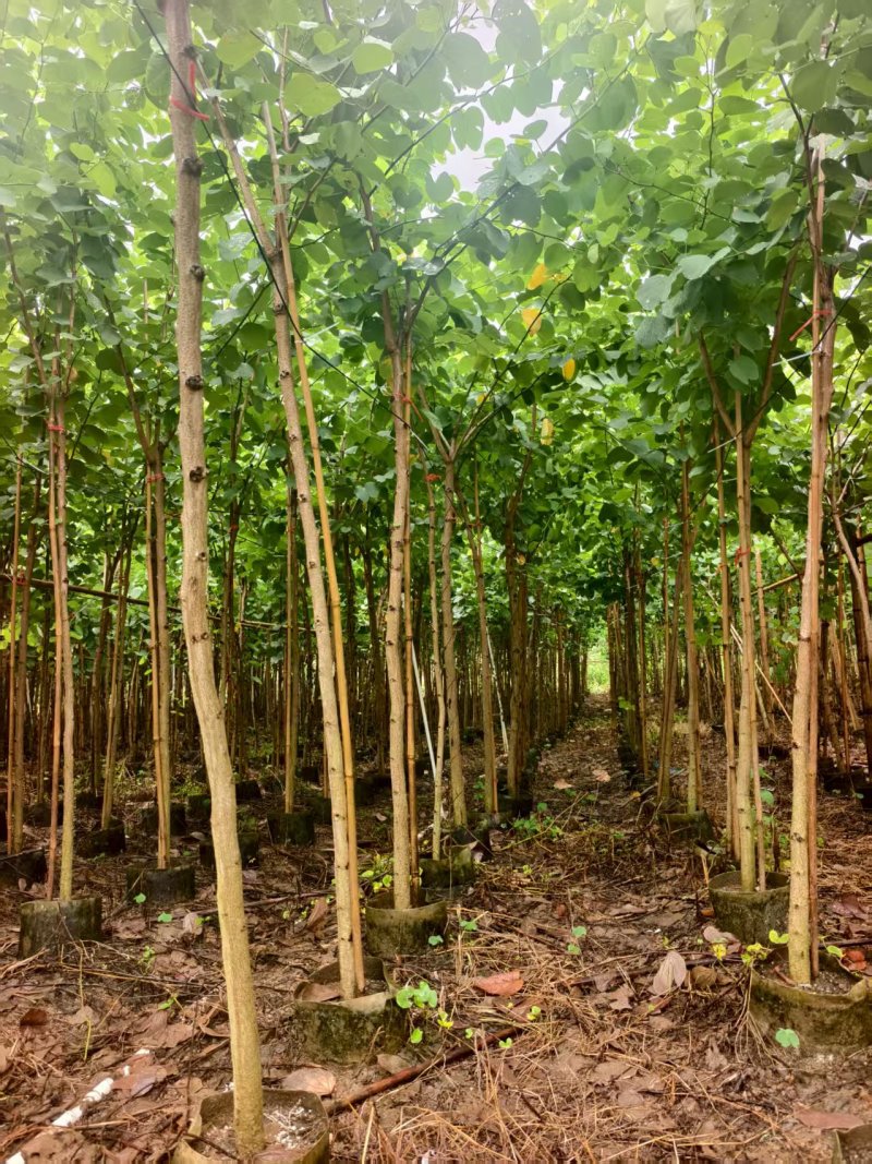 宫粉紫荆绿化苗木宫粉紫荆基地直供量大价格优惠