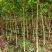宫粉紫荆绿化苗木宫粉紫荆基地直供量大价格优惠