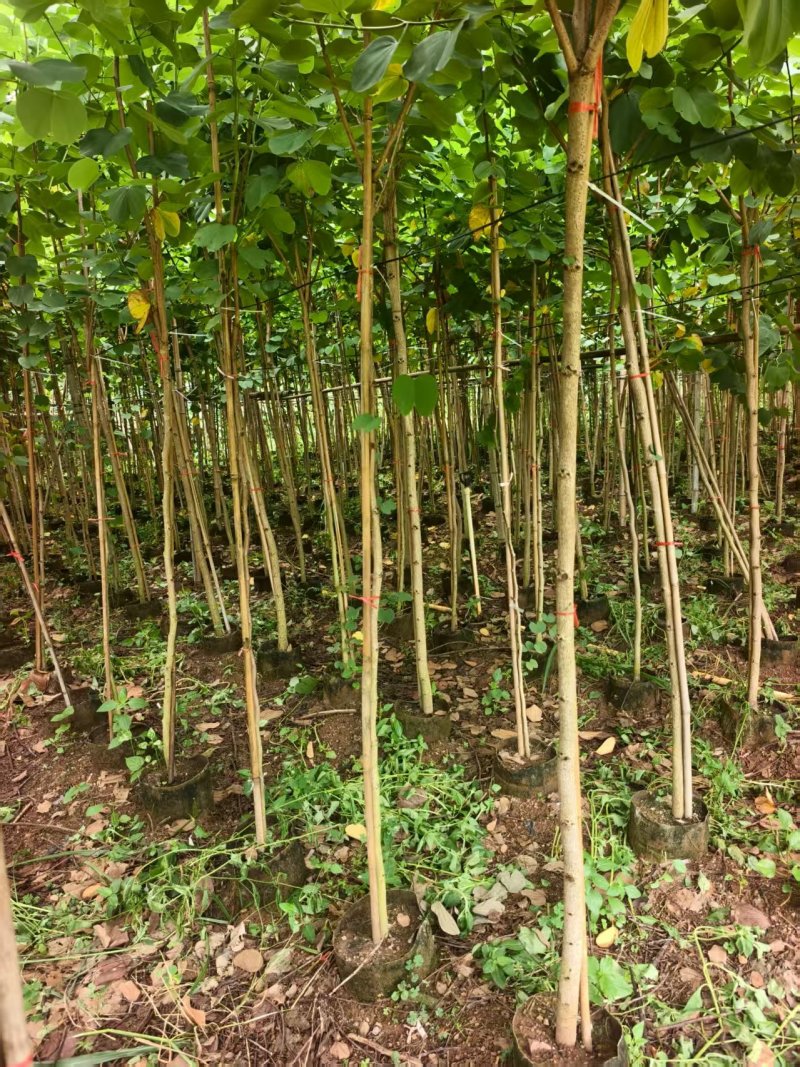 宫粉紫荆绿化苗木宫粉紫荆基地直供量大价格优惠