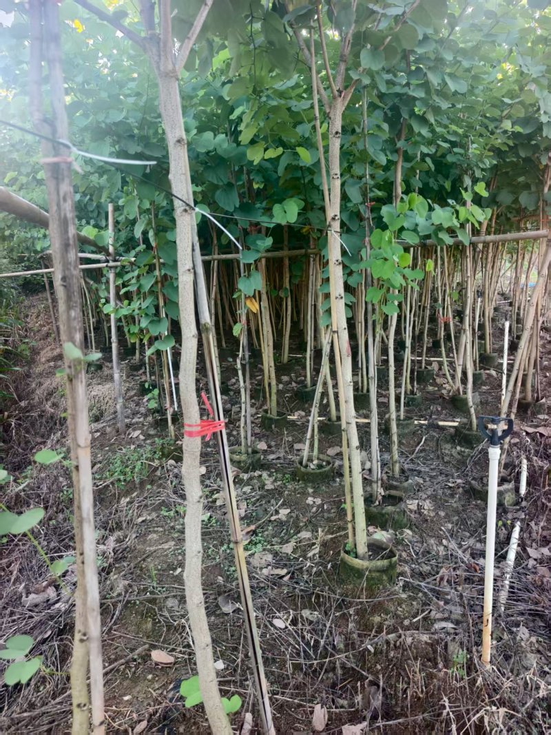 宫粉紫荆绿化苗木宫粉紫荆基地直供量大价格优惠