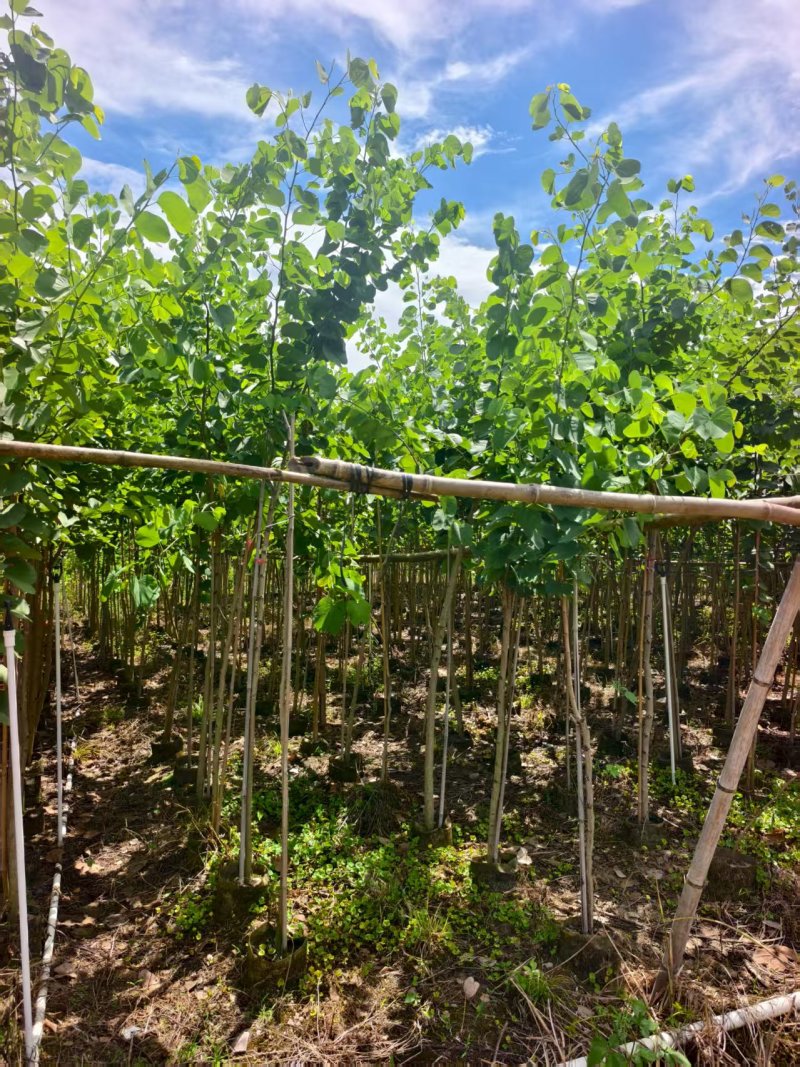 宫粉紫荆绿化苗木宫粉紫荆基地直供量大价格优惠