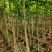 宫粉紫荆绿化苗木宫粉紫荆基地直供量大价格优惠